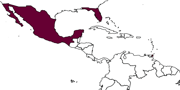 map of Telenomus cristatus     Johnson, 1984